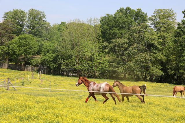 200 Reavley Road, Sale Creek, TN 37373