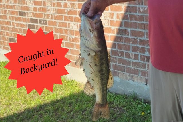 7335 Lillie Dr, Denham Springs, LA 70706