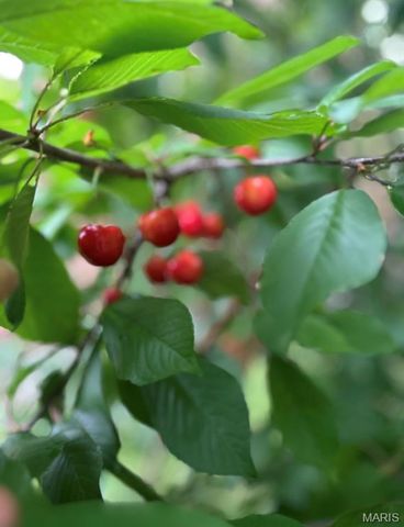 2650 Pennsylvania Avenue, St Louis, MO 63118