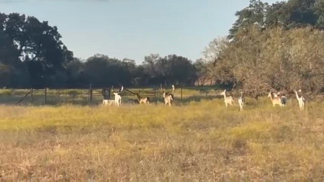 7800 County Road 210, Bertram, TX 78605