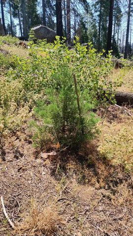 54677 Alder Drive, Sequoia Crest, CA 93265