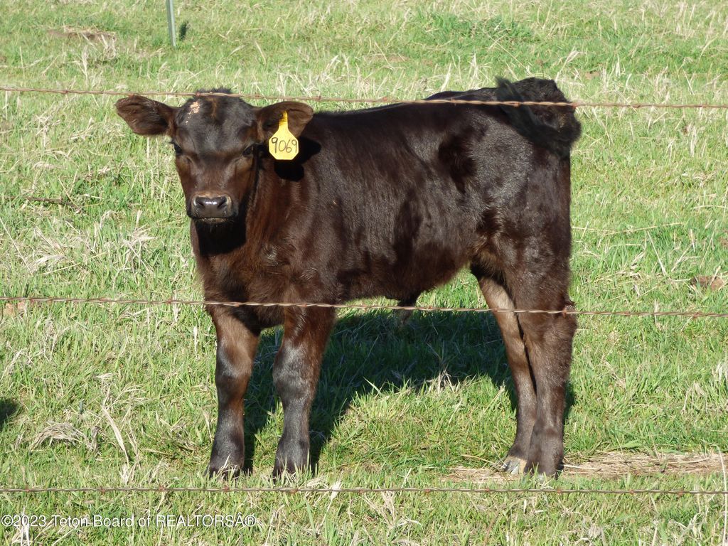 140 COW CAMP Road, Sundance, WY 82729 photo 47