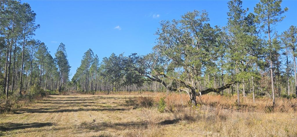Image 1 of property listing at 98ac SE 137TH AVENUE ROAD, Ocklawaha, FL 32179