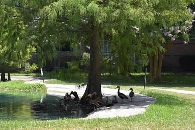 2815 Kings Crossing Drive 209, Kingwood, TX 77345