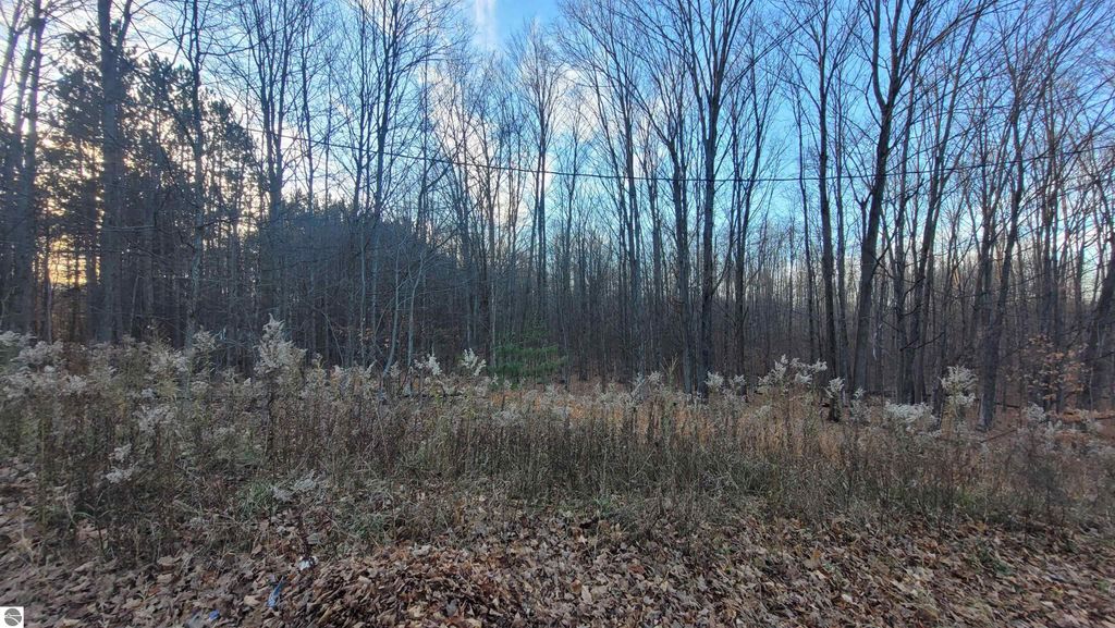 A scenic view of wooded land at 1091 Plum Valley Road NW, Alden, MI, showcasing rolling topography, sparse foliage, and a mix of trees, highlighting the 40 acres of property available for development.