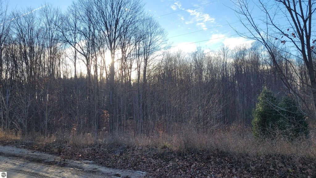 Wooded landscape with trees and underbrush, featuring rolling topography, located near 1091 Plum Valley Road NW, Alden, MI, highlighting potential for development and outdoor activities.