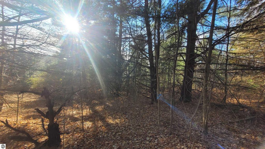 Sunlight filtering through trees in a wooded area, showcasing the natural landscape of the 40-acre property for sale at 1091 Plum Valley Road NW, Alden, MI.