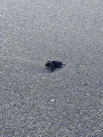 8323 SE Croft Circle N9, Hobe Sound, FL 33455