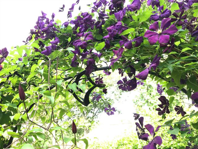 2153 WOOD CREEK DR, Germantown, TN 38138