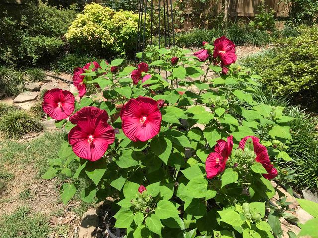 2153 WOOD CREEK DR, Germantown, TN 38138