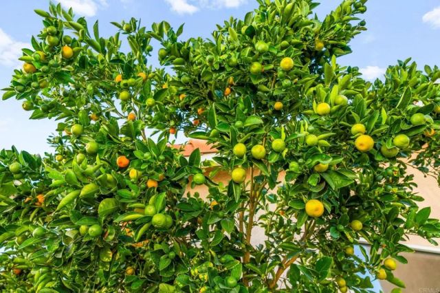 23925 CONSTANTINE DR, Murrieta, CA 92562