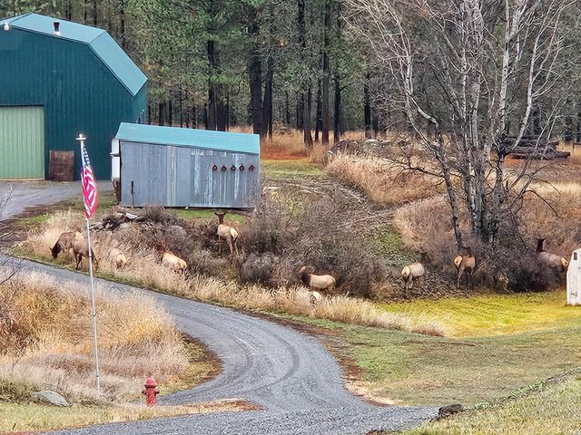 1076 Starvation Lake Rd, Colville, WA 99114