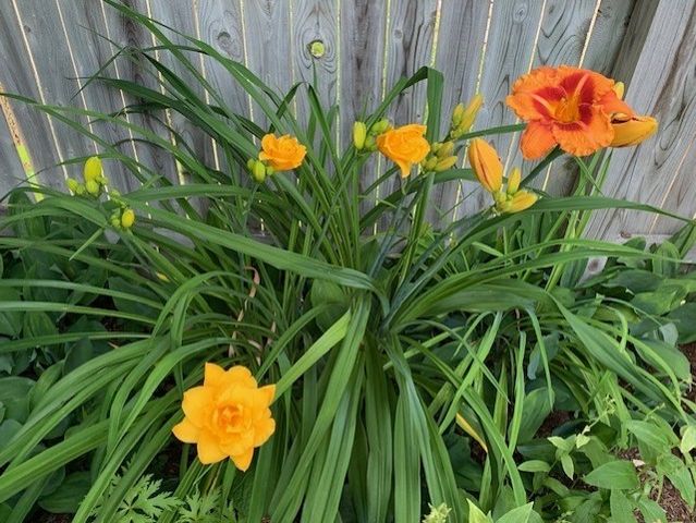 87 Wilkinson St, Worcester, MA 01606