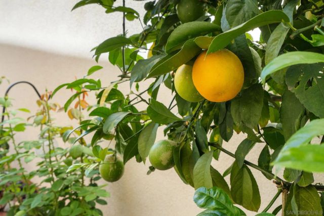 21572 Saddle Bred Lane, Escondido, CA 92029