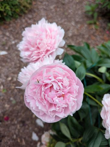 1003 Thistle Ct, Hendersonville, TN 37075