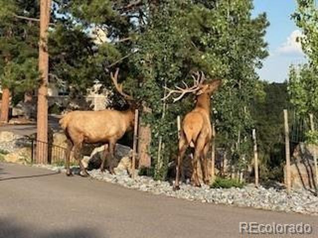 7262 S Sourdough Dr, Morrison, CO 80465