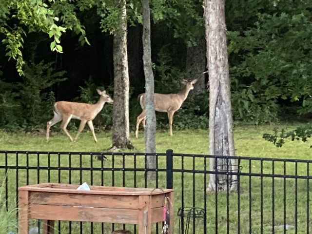 5010 Stonewood Dr, Smyrna, TN 37167