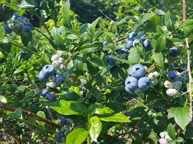 62nd Street, Grand Junction, MI 49056