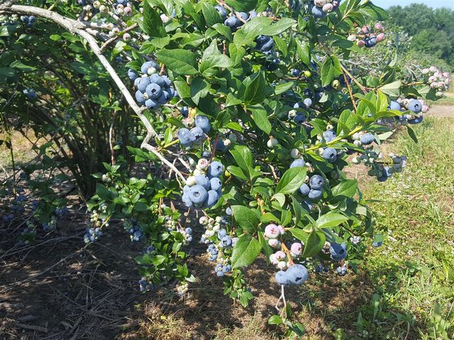 62nd Street, Grand Junction, MI 49056