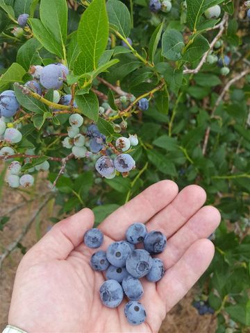 62nd Street, Grand Junction, MI 49056