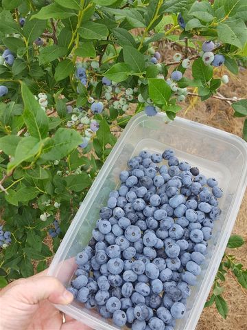 62nd Street, Grand Junction, MI 49056