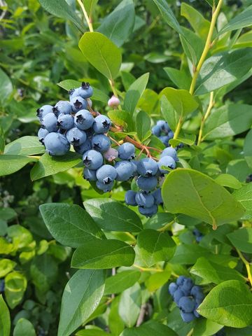 62nd Street, Grand Junction, MI 49056