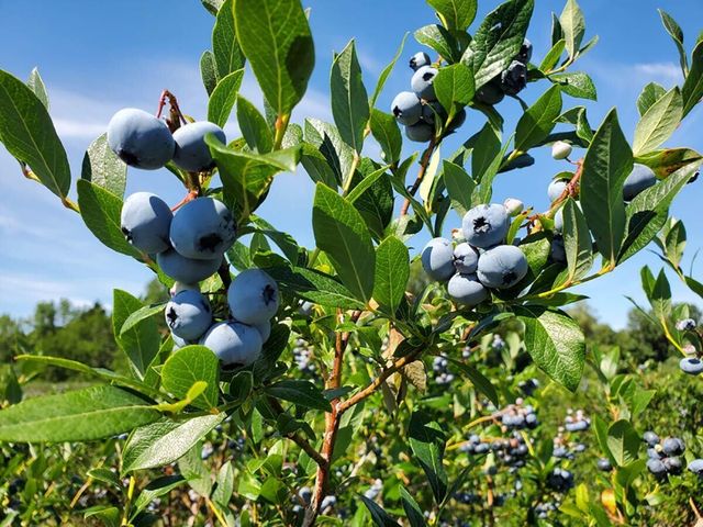 62nd Street, Grand Junction, MI 49056