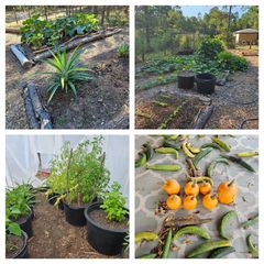 391 Deer Country Road, Chester, TX 75936