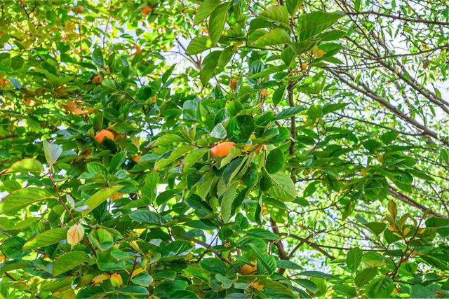 2463 Aarles Ct, Walnut Creek, CA 94598