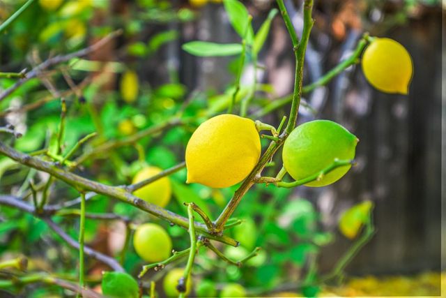 2463 Aarles Ct, Walnut Creek, CA 94598