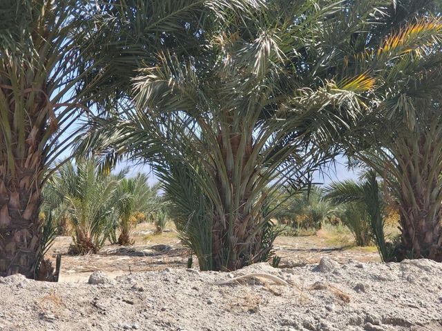 0 Calhoun Street, Coachella, CA 92236