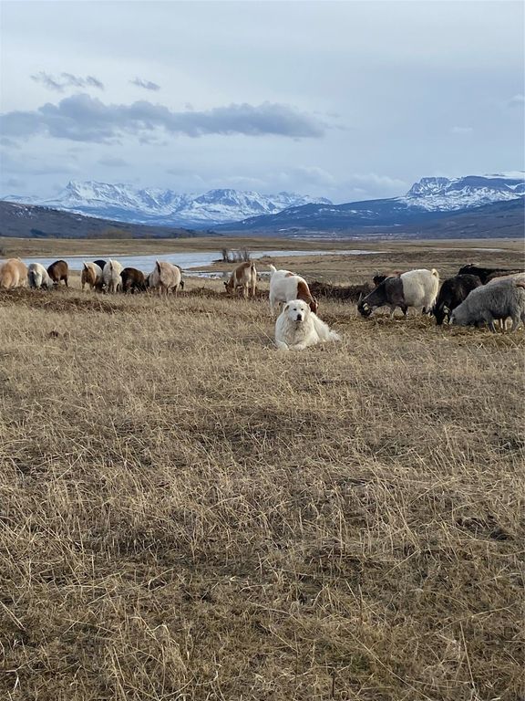 1 Boulder Drive, Babb, MT 59411 photo 51