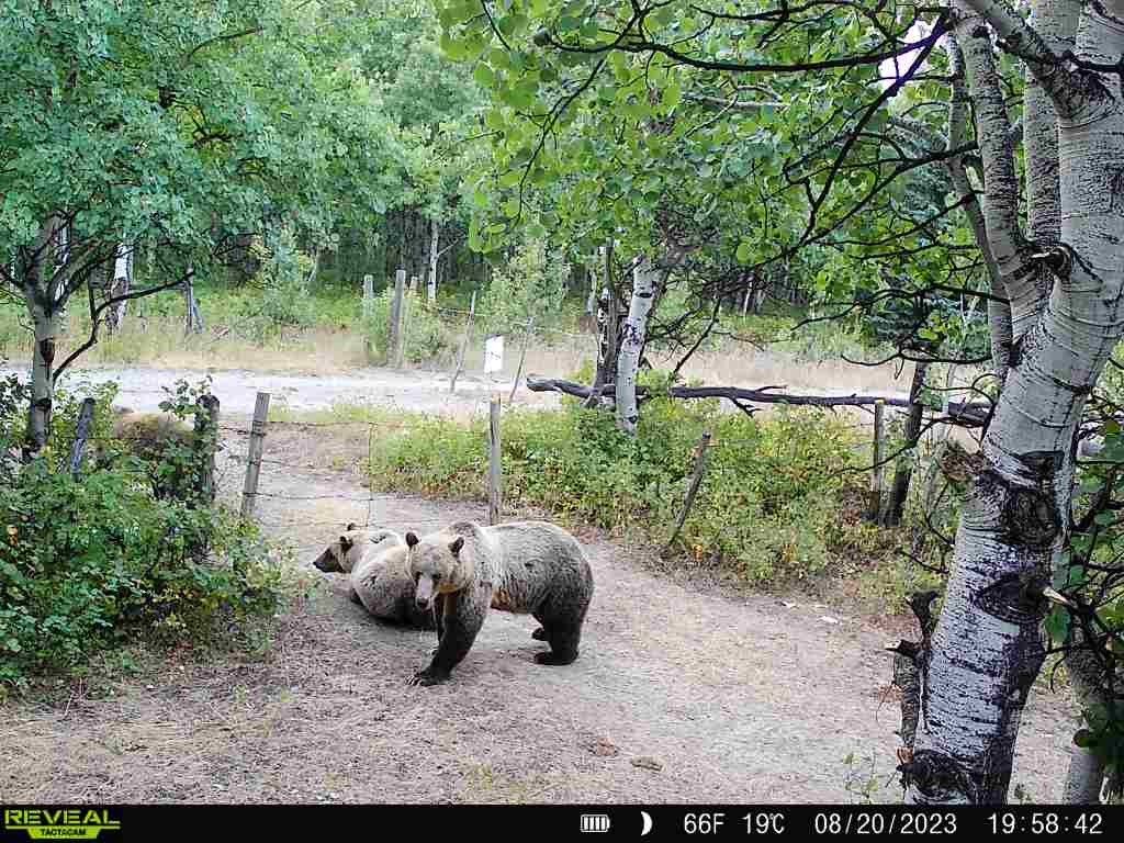 1 Boulder Drive, Babb, MT 59411 photo 55