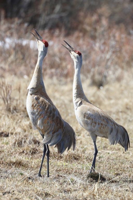1 Boulder Drive, Babb, MT 59411 photo 56