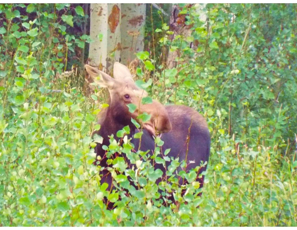 1 Boulder Drive, Babb, MT 59411 photo 57