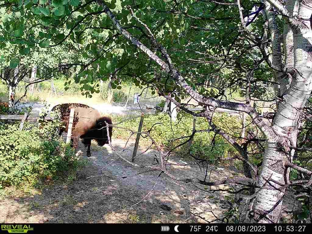 1 Boulder Drive, Babb, MT 59411 photo 58
