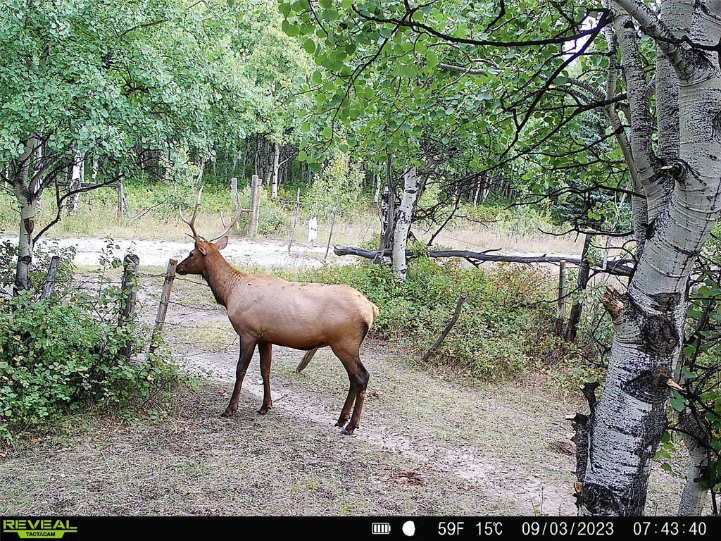 1 Boulder Drive, Babb, MT 59411 photo 59