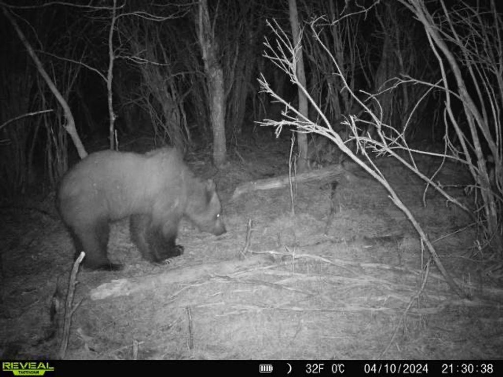 1 Boulder Drive, Babb, MT 59411 photo 60