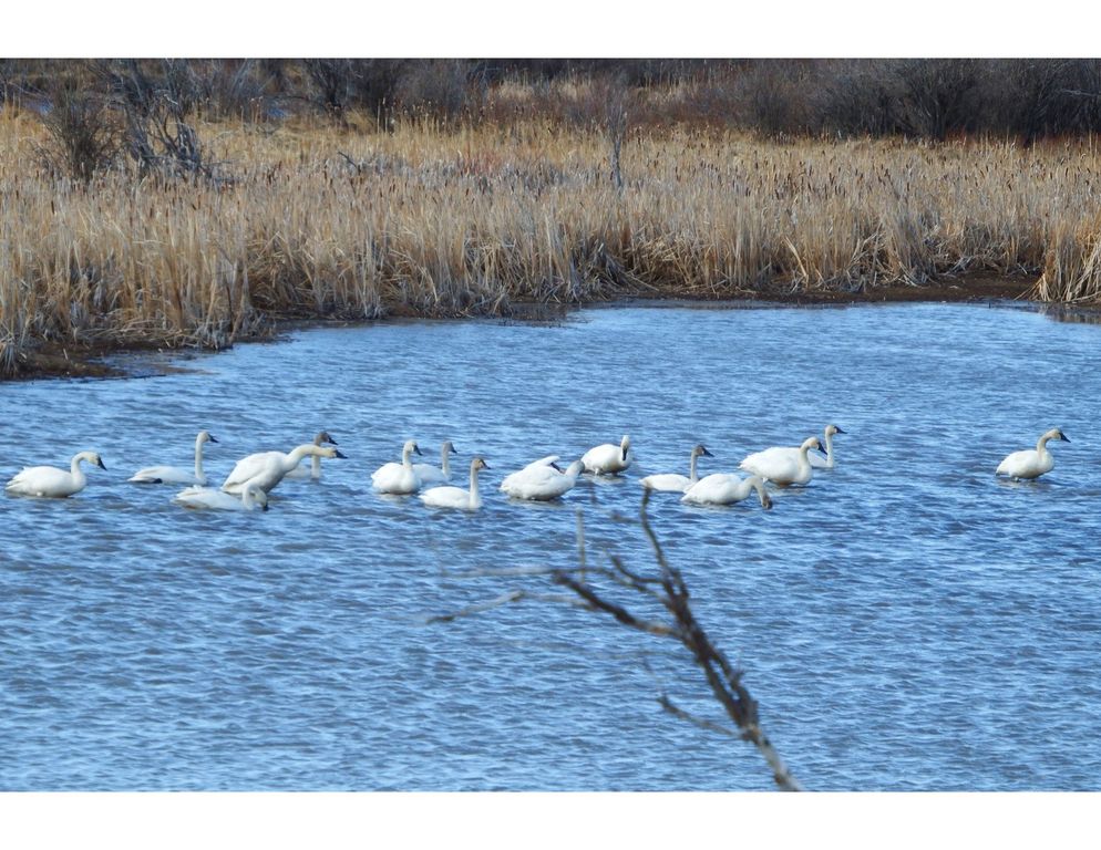 1 Boulder Drive, Babb, MT 59411 photo 61