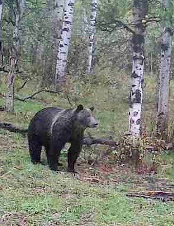 1 Boulder Drive, Babb, MT 59411 photo 76