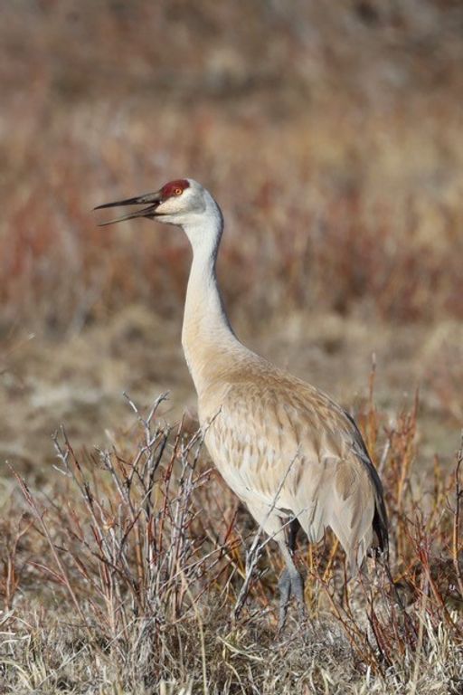 1 Boulder Drive, Babb, MT 59411 photo 77