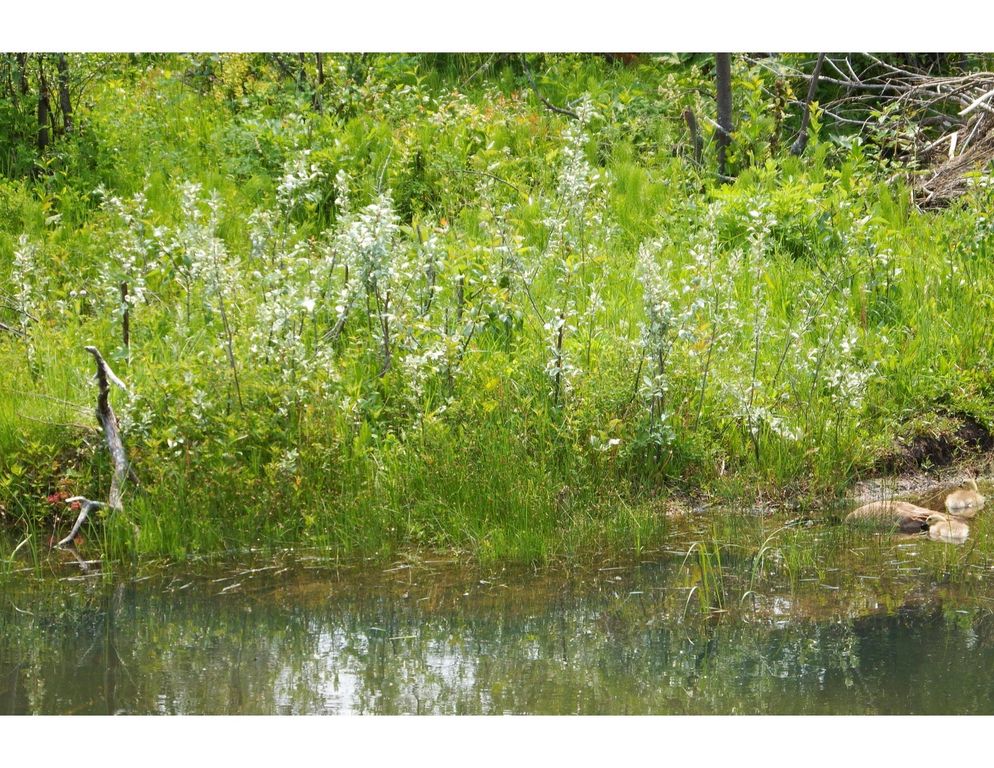 1 Boulder Drive, Babb, MT 59411 photo 78