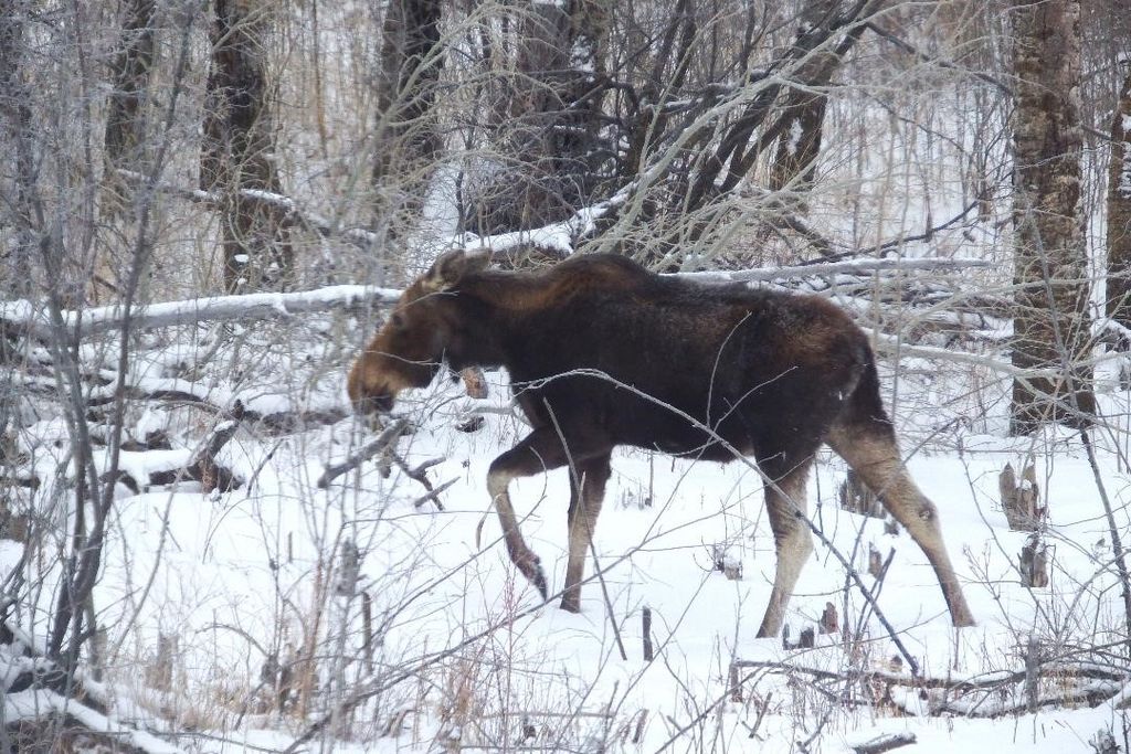 1 Boulder Drive, Babb, MT 59411 photo 81
