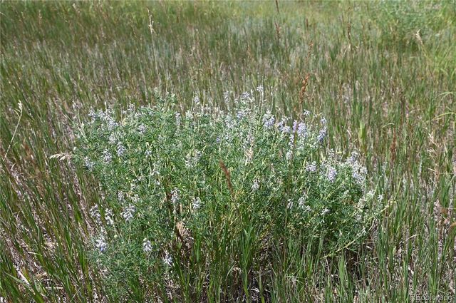 1579 Deerpath Road, Franktown, CO 80116