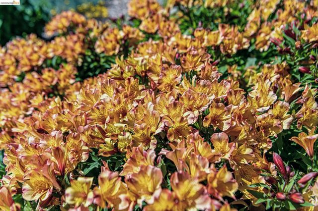 5705 Panama Ave, Richmond, CA 94804