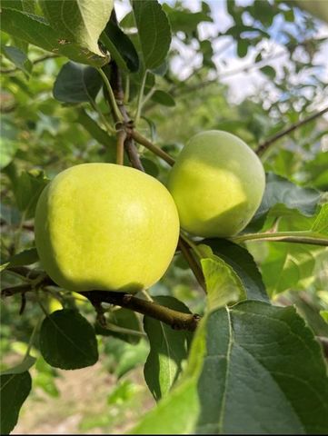 1760 Shire Village Drive, Sugar Hill, GA 30518