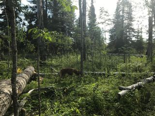 Sec: 2 TWP: 61.0 RG: 19 Lot: BLK: AC, Alango Twp, MN 55703