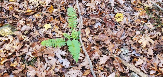 3940 County Road 2350, Pomona, MO 65789