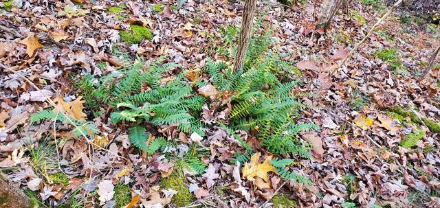 3940 County Road 2350, Pomona, MO 65789