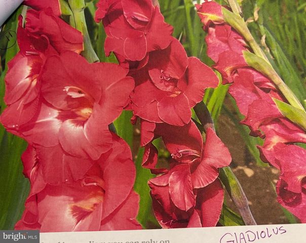 6 BRADLEY CIR, Middletown, DE 19709